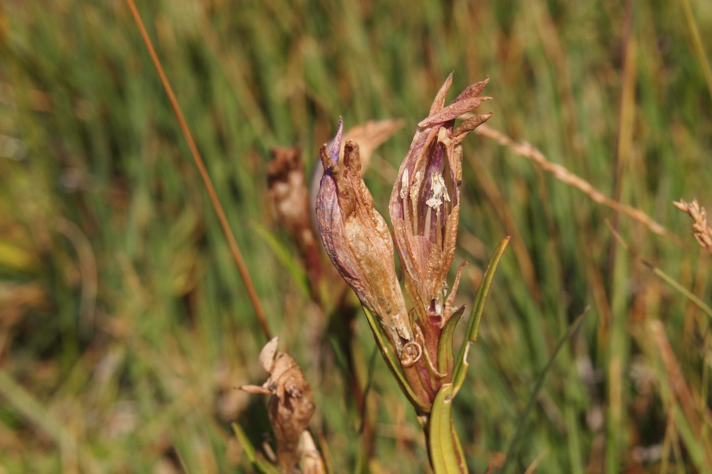 Gentian, Marsh fruit